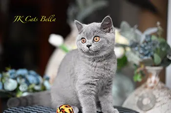 litterb (19) copy